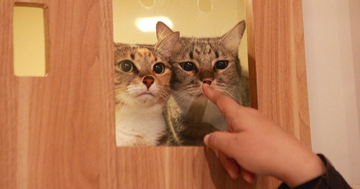 Pekerja mengajak kucing bermain di tempat jasa penitipan hewan di Jakarta, Kamis (4/4/2024). (Bloomberg Technoz/Andrean Kristianto)
