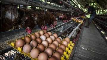 Bapanas Pertimbangkan Bantuan Pangan Daging Ayam dan Telur Atasi Anjloknya Harga Peternak