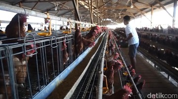 Investasi Jumbo Rp 5 Triliun Digelontorkan untuk Percepatan Hilirisasi Industri Unggas Nasional