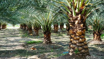 Ilustrasi kebun sawit.Foto: iStock