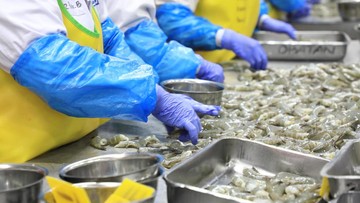KKP Jamin Bebas Biaya, Pelaku Usaha Perikanan Bisa Urus Sertifikasi Mutu Tanpa Pungutan