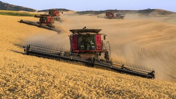 Ancaman Iklim Global: Proyeksi Produksi Gandum Dunia Diprediksi Turun Signifikan Pasca 2025