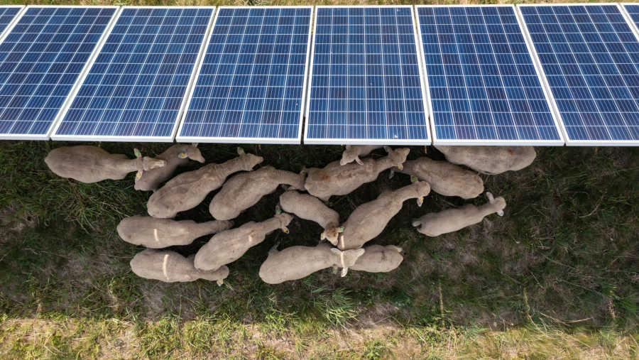 Domba di panel surya. (Sumber: Ben Brewer/Bloomberg)