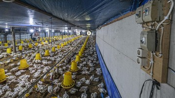 Harga Ayam Broiler di Kandang Anjlok ke Rp13.000/Kg, Peternak Rasakan Dampak Krisis