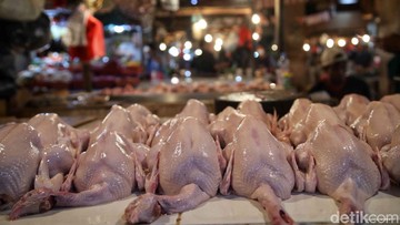 Harga Daging Ayam Ras Terus Melandai, Capai Rp35.800 per Kilogram di Tengah Keluhan Peternak