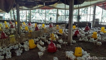 Kementan Turun Tangan Atasi Harga Ayam Peternak Anjlok di Bawah HPP