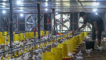 Pemerintah Targetkan Harga Ayam Hidup Peternak Capai Rp19.500/Kg Mulai Pertengahan Juli