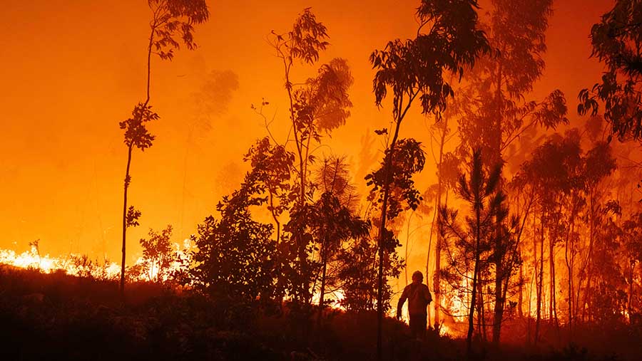 Petugas memadamkan kebakaran hutan di Agueda, wilayah Aveiro Portugal, Selasa (17/9/2024). (Jose Sarmento Matos/Bloomberg)
