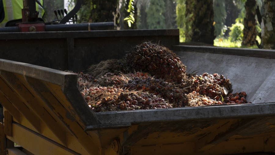 Biodiesel B50: Euforia Publik, Potensi Ancaman Finansial Bagi BPDP Sawit
