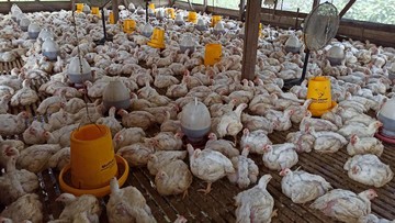 Beban Peternak Rakyat: Lonjakan Biaya Pakan dan DOC Gempur Profitabilitas